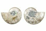 Cut & Polished, Crystal-Filled Ammonite Fossil - Madagascar #282667-1